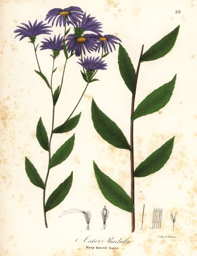 低ラフアスターまたはラフウッドアスター、Eurybia radula (Rasp-leaved aster、Aster radula) 作： Endicott Endicott