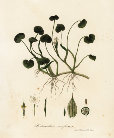 泥オオバコまたはウォーター ヒヤシンス、Heteranthera reniformis 作： Endicott Endicott