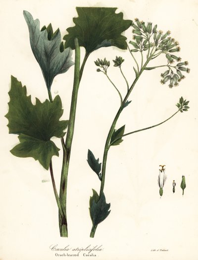 淡いインドのオオバコ、Arnoglossum atriplicifolium (オレンジの葉のカカリア、Cacalia atriplicifolia) 作： Endicott Endicott