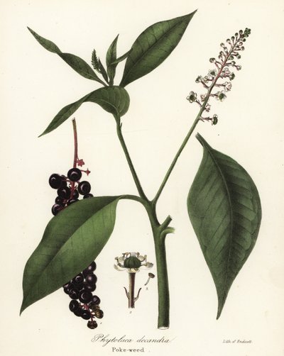 ヤマモモ、Phytolacca americana (Phytolaca decandra) 作： Endicott Endicott