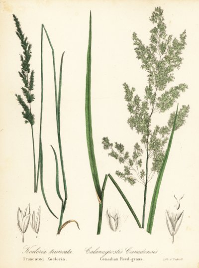 プレーリー ウェッジスケール、Sphenopholis obtusata、およびカナダのヨシ草、Calamagrostis canadensis 作： Endicott Endicott