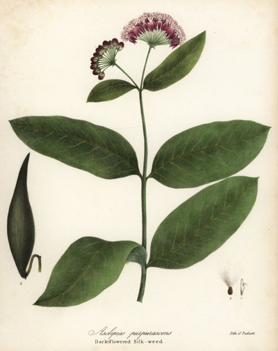 紫色のトウワタまたは暗い花の絹の雑草、トウワタ (Asclepias purpurascens) 作： Endicott Endicott