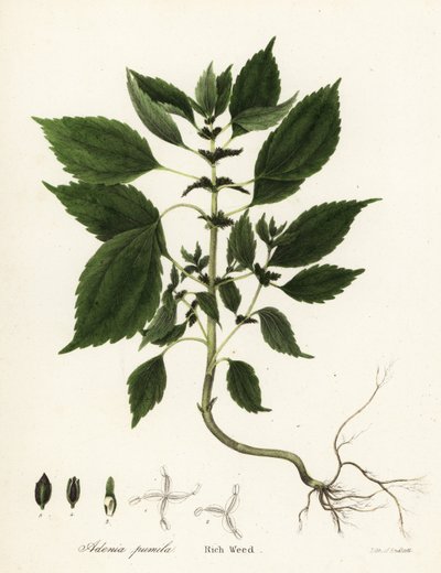 豊かな雑草、Adenia pumila (Collinsonia canadensis?) 作： Endicott Endicott