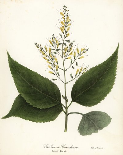 Richweed またはノット ルート、Collinsonia canadensis 作： Endicott Endicott
