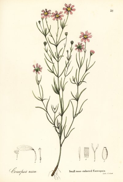 小さなバラ色のコレオプシス、Coreopsis rosea 作： Endicott Endicott