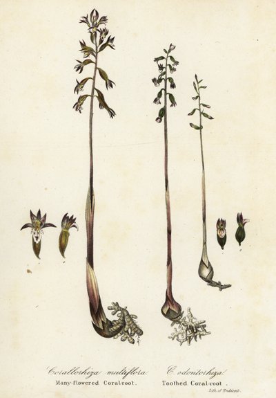斑点のあるサンゴの根、Corallorhiza maculata、および秋のサンゴの根、Corallorhiza odontorhiza 作： Endicott Endicott