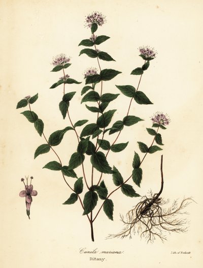 ストーンミント、フロストミント、ディタニー、アメリカンディタニー、Cunila origanoides (Cunila mariana) 作： Endicott Endicott