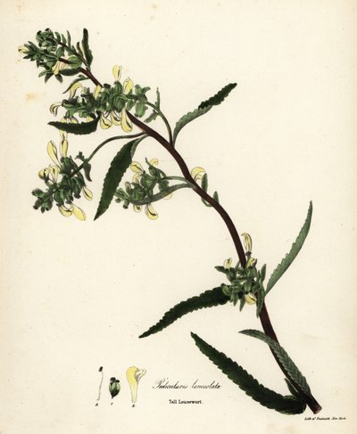 背の高いシラミまたは沼シラミ、Pedicularis lanceolata 作： Endicott Endicott
