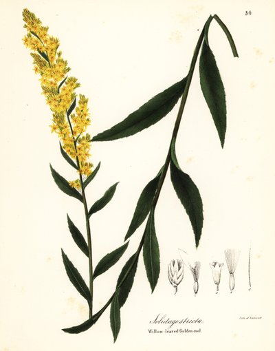 ワンド ゴールデンロッド、ヤナギ ゴールデンロッドまたはヤナギ葉ゴールデンロッド、Solidago stricta 作： Endicott Endicott