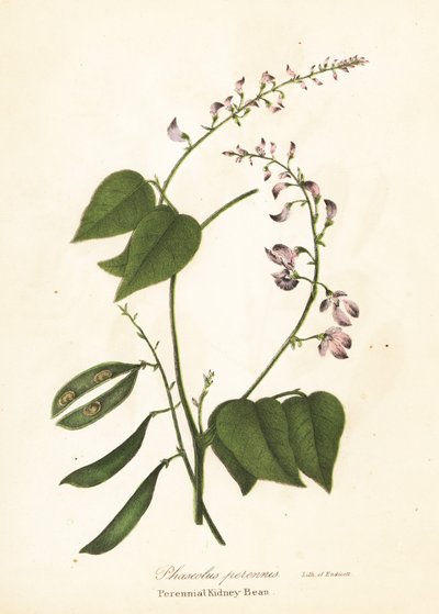 野生のインゲンマメ、Phaseolus polystachios (多年生インゲンマメ、Phaseolus perennis) 作： Endicott Endicott