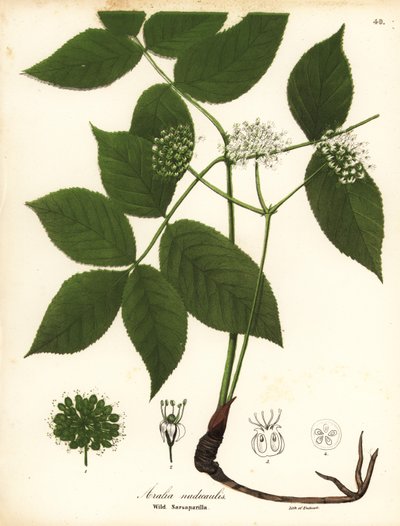 野生のサルサパリラ、Aralia nudicaulis 作： Endicott Endicott