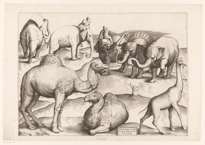 8匹の動物 アンティーク壁画の動物たち（シリーズタイトル） Speculum Romanae Magnificentiae (シリーズ名) 作： Enea Vico (attributed to)