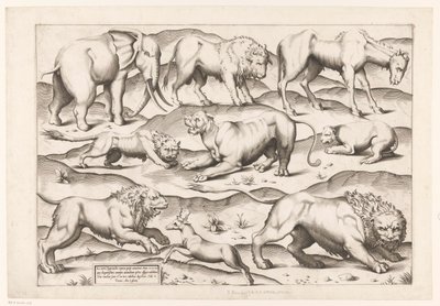 9匹の野生動物 アンティーク壁画の動物たち（シリーズタイトル） Speculum Romanae Magnificentiae (シリーズ名) 作： Enea Vico (attributed to)