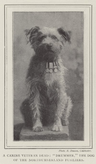 犬の退役軍人の死者、ドラマー、ノーサンバーランドの犬たち 作： English Photographer