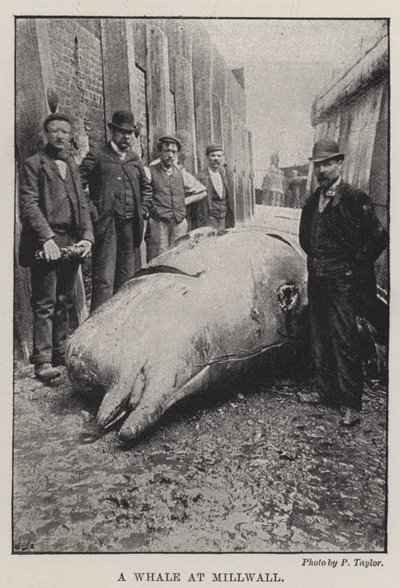 ミルウォールのクジラ 作： English Photographer