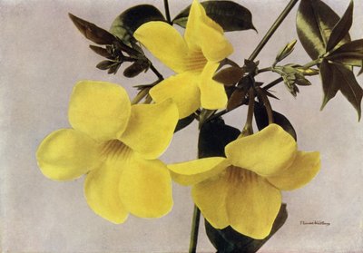 Allamanda Schottii Hendersonii（カラー写真） 作： English Photographer