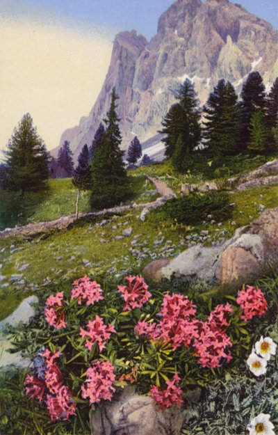 高山の花：ダフネ・ストリアータとドライヤス・オクトペタラ（右）（カラー写真） 作： English Photographer
