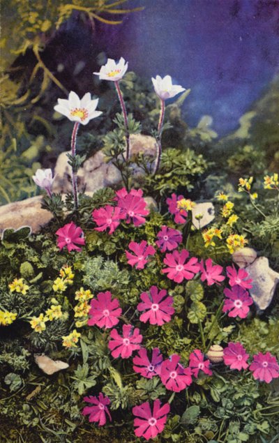 高山の花：ドラバ・アイゾイデス、プリムラ・ミニマ（中央）とアネモネ・バルデンシス（奥）（カラー写真） 作： English Photographer