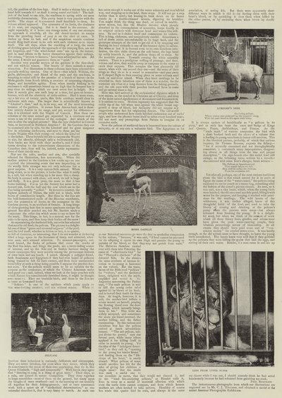 動物園のアマチュア写真家 作： English Photographer