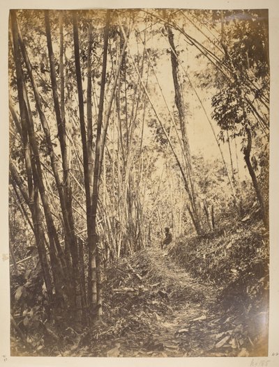 ティースタの竹林。  ダージリンの景色。 1870年代 作： English Photographer