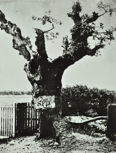 ブロックリーレーン：オールドオーク、ロンドン、1890 作： English Photographer