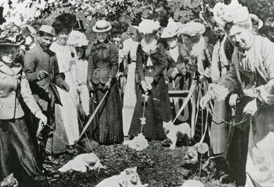 1900年にウェストミンスターの王立植物園で猫ショー 作： English Photographer