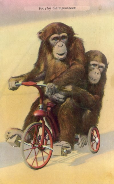 チンパンジーのサイクリング（カラー写真 作： English Photographer