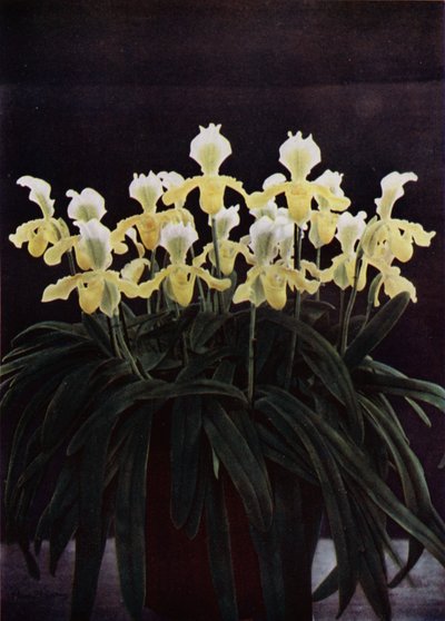 Cypripedium Insigne Sanderae（カラー写真） 作： English Photographer
