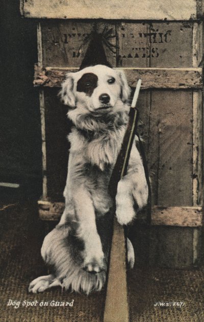 銃を持つ犬（カラー写真） 作： English Photographer