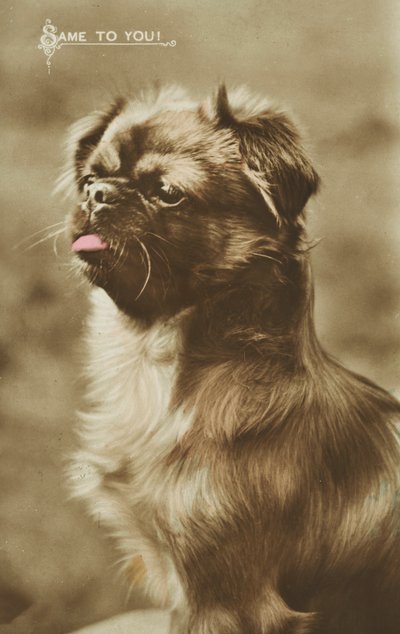 舌を出す犬（カラー写真） 作： English Photographer