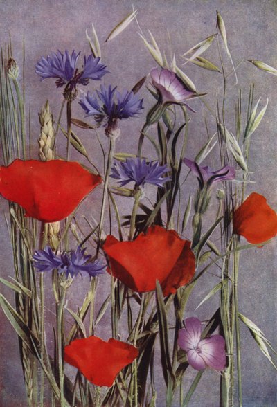 トウモロコシ畑の花（写真） 作： English Photographer