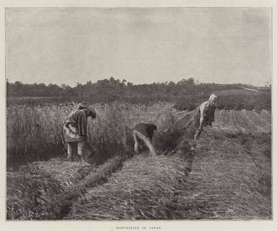 日本での収穫 作： English Photographer