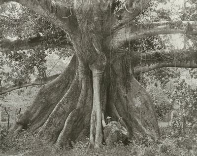 ジャマイカトム・クリングルズ・コットン・ツリー、スパニッシュ・タウン・ロード（モノクロ写真） 作： English Photographer