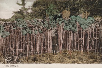 ジャージーキャベツ（写真 作： English Photographer