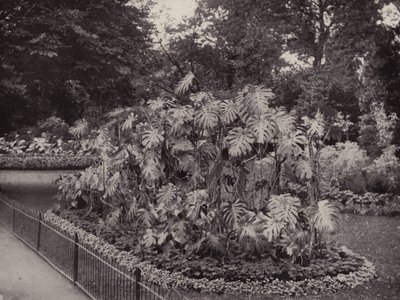 バタシー・パークのモンステラ・デリシオーサ（モノクロ写真） 作： English Photographer