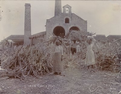 ニューカッスルプランテーション、1880 作： English Photographer