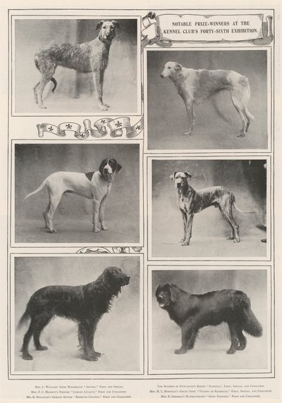 ケネルクラブ第46回展で注目すべき受賞者 作： English Photographer