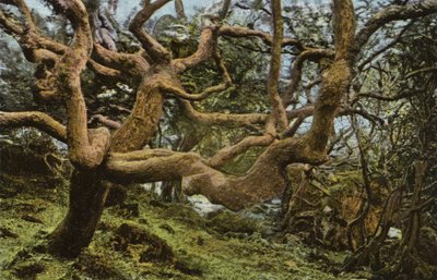 古いオークの木、地すべり 作： English Photographer