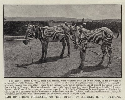 エチオピアのメネリク2世から女王に贈られたシマウマのペア 作： English Photographer