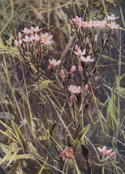 レッドケンタウリー（写真 作： English Photographer