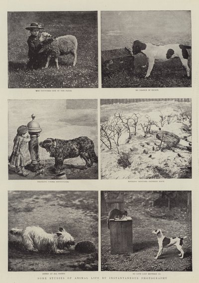 瞬間写真による動物の生活の研究 作： English Photographer