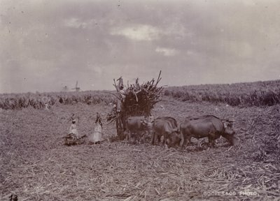 シュガープランテーション、バルバドス、1880 作： English Photographer