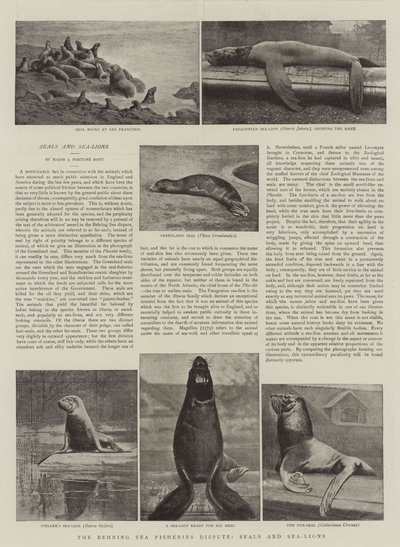 ベーリング海漁業紛争、アザラシ、アシカ 作： English Photographer