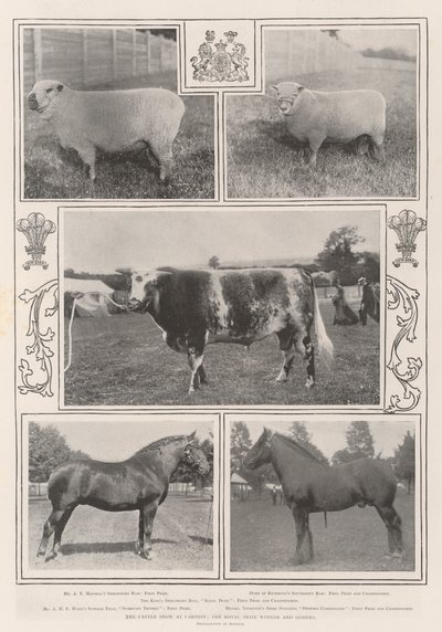 カーディフでの牛ショー、王立賞受賞者など 作： English Photographer