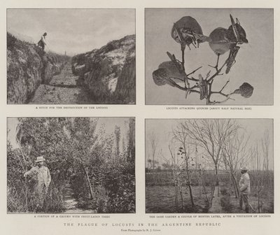 アルゼンチン共和国のバッタの疫病 作： English Photographer