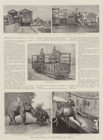 インドでの象の輸送 作： English Photographer