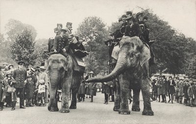 リージェンツパークにあるロンドン動物園のゾウたち（モノクロ写真 作： English Photographer