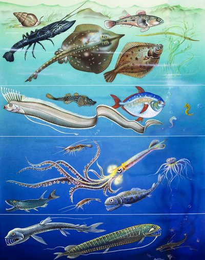 水中生物のモンタージュ（紙にグワッシュ） 作： English Photographer