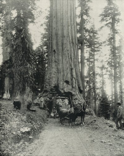 "カリフォルニア州マリポサグローブのビッグツリー「ワウォナ」（モノクロ写真 作： English Photographer