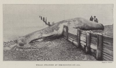 クジラはバーチントンオンシーで立ち往生 作： English Photographer